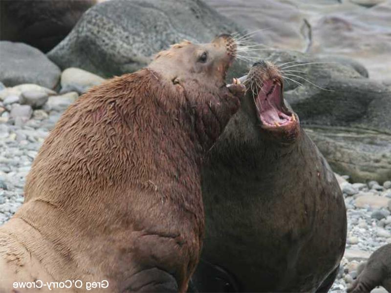 sea lions